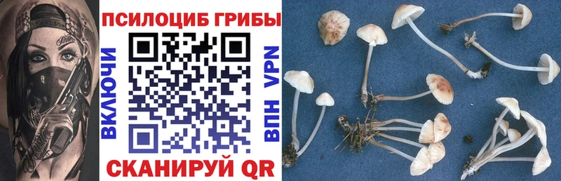 сколько стоит площадка какой сайт Псилоцибиновые грибы MAGIC MUSHROOMS Тула